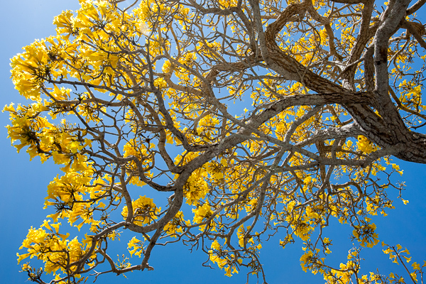 Abstract;Abstractions;Blue;Botanical;Branches;Brown;Calm;Florida;Gold;Healing;Health care;Healthcare;Herbaceous;Leaf;Leafy;Nature;Pastoral;Patterns;Sanibel Captiva Island;Stock categories;Sunlight;Sunshine;Tan;Textures;Tree;Vein;Yellow;bark;botanicals;branch;foliage;landscape;leaves;oneness;peaceful;plant;plants;restful;serene;shapes;soothing;sunlit;tranquil;tree limbs;tree trunk;trees;trunk;zen