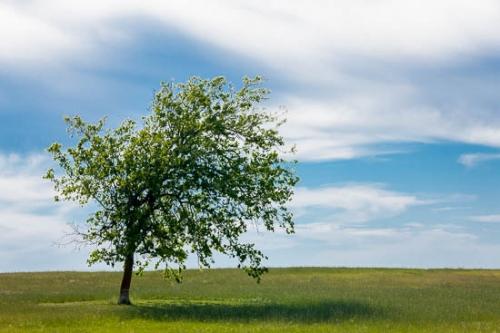 Blue;Branches;Brenham;Cloud;Cloud Formation;Clouds;Field;Grass;Green;Sky;Texas;Tree;Tree Trunk;Trunk;Weather;limbs;tree limbs