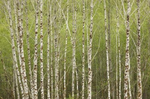 Forest;Woods;Tree Trunk;Branches;Timber;Branch;Hoh Rainforest;bark;Plant;White;Timberland;Green;Brown;Trees;Trunk;Olympic National Park;Woodlands;Washington;Herbaceous;Woodland;Wood;Tree