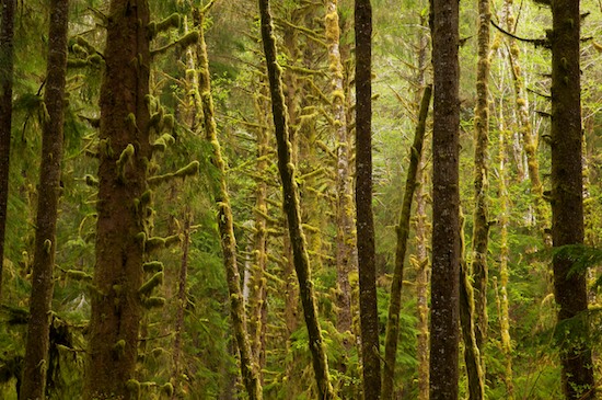 Abstract;Abstractions;Bark;Branch;Branches;Brown;Forest;Green;Herbaceous;Hoh Rainforest;Olympic National Park;Patterns;Plant;Rainforest;Shapes;Textures;Timber;Timberland;Tree;Tree Trunk;Trees;Trunk;VT;Washington;Wood;Woodland;Woodlands;Woods