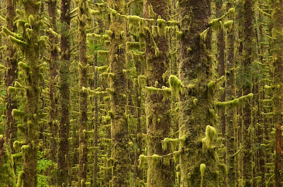 Bark;Branch;Branches;Brown;Forest;Green;Herbaceous;Hoh Rainforest;Olympic National Park;Plant;Rainforest;Timber;Timberland;Tree;Tree Trunk;Trees;Trunk;VT;Washington;Wood;Woodland;Woodlands;Woods