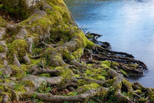 Tan;bark;Branches;Shapes;plants;Gray;Patterns;Lichens;Olympic National Park;Textures;Tree;Reflections;Twisted;Washington;Tree Trunk;Reflection;botanicals;Trees;herb;Rippled;shrub;Tangled;Silver;plant;Blue;Branch;Abstractions;greenery;flora;vegetation;herbage;botany;Plant;Brown;botanical;Moss;Herbaceous;Green;Trunk;Abstract;Lake Crescent;Yellow
