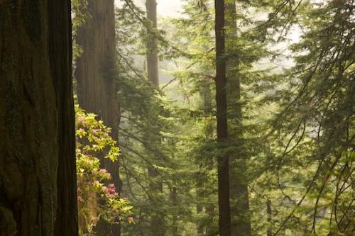 Redwood National Park;Branches;Redwood;Tree;Herbaceous;Damnation Creek Trail;Plant;California;pink;rhododendron;Brown;Gray;Trees;Yellow;Trunk;Tree Trunk;Green;Branch;bark;Del Norte Coast Redwood State Park;sequoia sempervirens