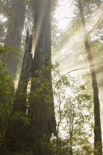 California;sequoia sempervirens;Sunlit;Branch;Obscured;Plant;Redwood;Green;Redwood National Park;Sunbeams;Del Norte Coast Redwood State Park;Branches;bark;Damnation Creek Trail;Gray;Blue;Trunk;White;Haze;Sunlight;misty;Mist;Sunbeam;Tree Trunk;Brown;Herbaceous;Tree;Foggy;Trees;Fog;Sunrays