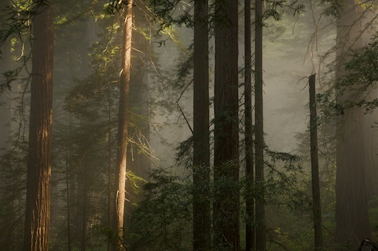 Bark;Branch;Branches;Brown;California;Damnation Creek Trail;Del Norte Coast Redwood State Park;Fog;Foggy;Gray;Green;Haze;Herbaceous;Mist;Misty;Obscured;Plant;Redwood;Redwood National Park;sequoia sempervirens;Tree;Tree Trunk;Trees;Trunk;White
