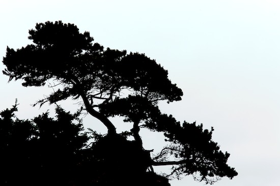 Bark;Black and White;Bluff;Branch;Branches;California;Cliff;Contour;Crag;Crescent City;Escarpment;Form;Herbaceous;Ledge;Outline;Pebble Beach;Plant;Precipice;Profile;Rock Face;Shadow;Shape;Silhouette;Tree;Tree Trunk;Trees;Trunk