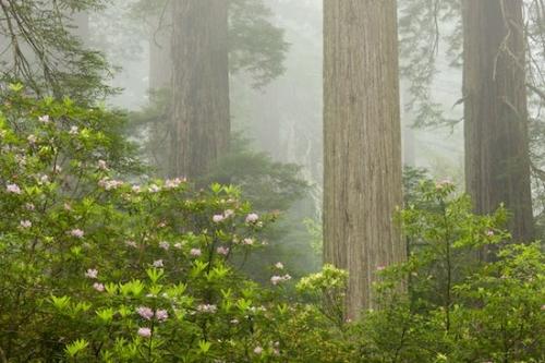 Plant;Green;Tree Trunk;Trunk;bark;Bloom;Blossoms;sequoia sempervirens;Branches;Petal;Damnation Creek Trail;Del Norte Coast Redwood State Park;Branch;Flower;Pink;Redwood;Redwood National Park;California;Blossom;Crescent City;Stamen;Trees;Petals;Floret;Flowering;Herbaceous;Tree;Flowers;Pistil;Floweret