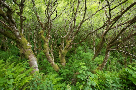 Bark;botanical;botanicals;botany;Branch;Branches;Brown;California;Crescent Beach;Crescent City;flora;Gray;Green;greenery;herb;Herbaceous;herbage;Lichens;Moss;Plant;plant;plants;shrub;Tree;Tree Trunk;Trees;Trunk;vegetation