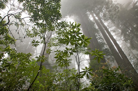 Abstract;Abstractions;Brown;California;Crescent City;Damnation Creek Trail;Del Norte Coast Redwood State Park;Fog;Foggy;Forest;Gray;Green;Haze;Mist;Misty;Obscured;Patterns;Redwood;Redwood National Park;sequoia sempervirens;Shapes;Textures;Timber;Timberland;Tree;White;Wood;Woodland;Woodlands;Woods