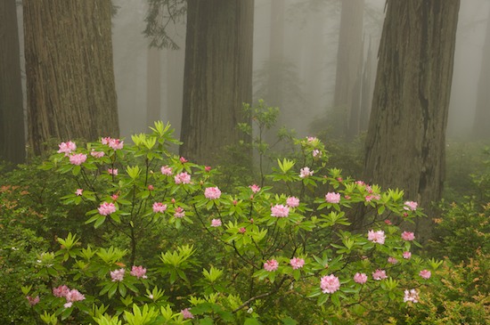 Bark;Bloom;Blossom;Blossoms;Branch;Branches;Brown;California;Crescent City;Damnation Creek Trail;Del Norte Coast Redwood State Park;Floret;Flower;Floweret;Flowering;Flowers;Fog;Foggy;Gray;Green;Haze;Herbaceous;Mist;Misty;Obscured;Petal;Petals;Pink;Pistil;Plant;Redwood;Redwood National Park;sequoia sempervirens;Stamen;Tree;Tree Trunk;Trees;Trunk;White