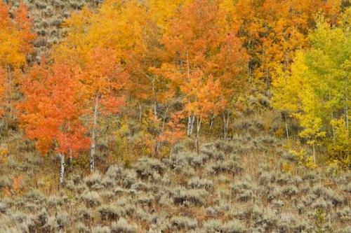 Autumn;branches;Fall;Plants;trees;Grand Tetons;tree trunk;Forest;Sage;Vegetation;Orange;Leaves;tree;Hillside;branch;White;Yellow;Red;Grass;Wyoming;Gold;Brown;Tan