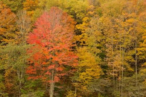Trees;Red;Woods;Green;Autumn;Timberland;Timber;Woodlands;Gray;Forest;Wood;Vermont;Gold;leaves;Vegetation;Tree;Fall;Yellow;Wooded area;Woodland;Brown;Tan