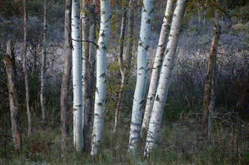 bark;trees;trunk;Vegetation;Tree;Fall;Trees;tree trunk;Vermont;Wabi Sabi;Woods;Oneness;Frosty;aspen;tree;Forest;White;Autumn;Frost
