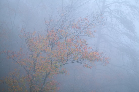 Autumn;Blue;Fall;Fog;Foggy;Foliage;Haze;Leaf;Leafy;Leaves;Mist;Misty;Obscured;Red;Yellow