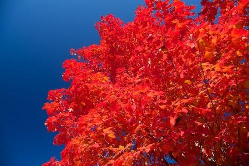 Leafy;Leaf;Autumn;New Jersey;Blue;Ramapo Reservation;Red;fall;Foliage;Leaves;northeast;sky;Vein