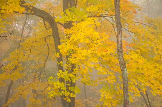 Caryville;Cumberland Plateau;Fog;Foggy;Foliage;Forest;Haze;Leaf;Leafy;Leaves;Mist;Misty;Northern Cumberland Plateau;Obscured;Royal Blue WMA;Tennessee;Timber;Timberland;TNC;United States;Vein;Wood;Woodland;Woods;Yellow
