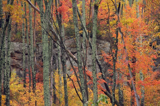 Autumn;Bark;Bluff;Boulder;Branch;Branches;Bush;Caryville;Cliff;Crag;Cumberland Plateau;Escarpment;Fall;Foliage;Forest;Geological;Geology;Herbaceous;Leaf;Leafy;Leaves;Ledge;Meditative;Mystery;Northern Cumberland Plateau;Oneness;Plant;Precipice;Rock;Rock Face;Rock formations;Rocks;Seasons;Shrub;Stone;Striation;Sundquist WMA;Tennessee;Timber;Timberland;TNC;Tree Trunk;Trees;Trunk;United States;Vein;Wood;Woodland;Woods