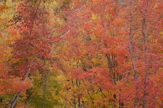 Autumn;Bark;Branch;Branches;Bush;Cumberland Plateau;Fall;Foliage;Forest;Herbaceous;Jamestown;Leaf;Leafy;Leaves;Northern Cumberland Plateau;Plant;Seasons;Shrub;Skinner Mountain;Tennessee;Timber;Timberland;TNC;Tree Trunk;Trees;Trunk;Vein;Wood;Woodland;Woods;Red;Orange
