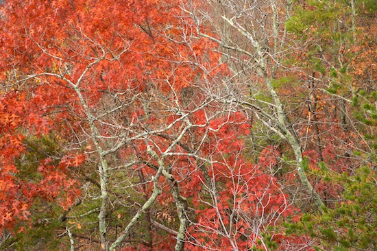 Alabama;Autumn;Bark;Bluff;Branch;Branches;brook;Bush;Cliff;Crag;creek;Escarpment;Fall;Flowing;Green;Herbaceous;Leafy;Ledge;Little River Canyon National Preserve;Orange;Plant;Precipice;Red;River;Riverbed;Rivers;Rock Face;Seasons;Shrub;stream;Tree Trunk;Trees;Trunk;Water;waterway;Woodland