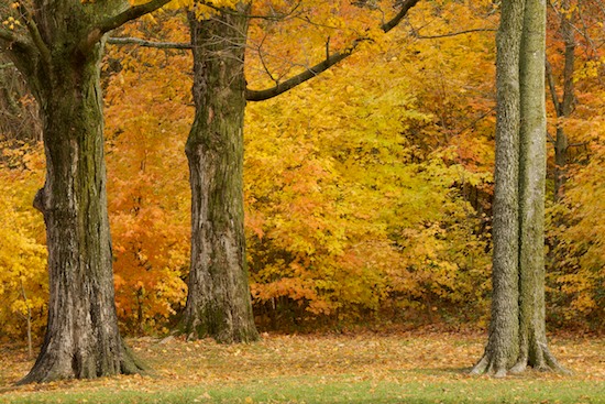 Autumn;Bark;Branch;Branches;Fall;Foliage;Forest;Gold;Herbaceous;Leaf;Leafy;Leaves;Orange;Plant;Timber;Timberland;Tree;Tree Trunk;Trees;Trunk;Vein;Wood;Woodland;Woodlands;Woods;Yellow