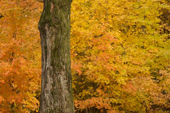 Autumn;Bark;Branch;Branches;Fall;Foliage;Forest;Gold;Herbaceous;Leaf;Leafy;Leaves;Orange;Plant;Timber;Timberland;Tree;Tree Trunk;Trees;Trunk;Vein;Wood;Woodland;Woodlands;Woods;Yellow