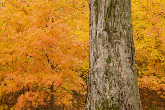 Autumn;Bark;Branch;Branches;Fall;Foliage;Forest;Gold;Gray;Herbaceous;Leaf;Leafy;Leaves;Orange;Plant;Timber;Timberland;Tree;Tree Trunk;Trees;Trunk;Vein;Wood;Woodland;Woodlands;Woods;Yellow