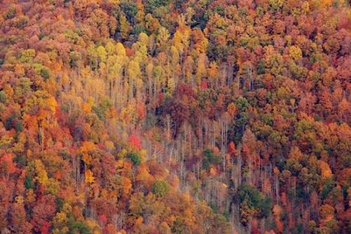 Mountain;Mountainside;Fall;tree;Hills;Forest;tree trunk;leaves;Valley;Wood;Tan;Woodland;trees;Mountainous;Gorge;Pine Mountain;Wooded area;Mountains;Yellow;Autumn;Kentucky;Timber;Green;Benham;Tree;Kingdom Come State Park;Trees;Gold;Timberland;Woodlands;Woods;Hillside