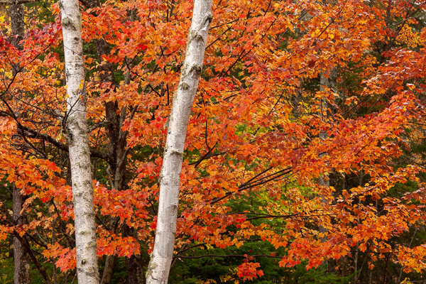 Autumn;Botanical;Branches;Brown;Calm;Fall;Forest;Forested;Gold;Healing;Leaf;Leafy;Maple tree;Nature;New England;Pastoral;Season;Seasons;Tan;Timber;Timberland;Tree;United States;Veins;Vermont;White;Wood;Woodland;Woods;Yellow;bark;birch;botanicals;branch;foliage;green;landscape;leaves;limbs;oneness;orange;peaceful;plants;red;restful;serene;soothing;tranquil;tree limbs;tree trunk;trees;trunk;zen