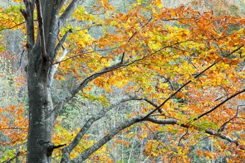Alabama;Branches;Brown;Fall;Forest;Fort Payne;Gold;Gray;Green;Leaves;Little River Canyon National Preserve;Orange;Red;Tan;Timberland;Tree;Trees;Trunk;United States;Woods;Yellow;bark;limbs;tree limbs