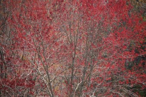 Patterns;Fall;Abstracts;tree;Autumn;Leaf;North Carolina;Red;Tree;Abstract;Leaves;branch;branches;trees;Foliage;Gray