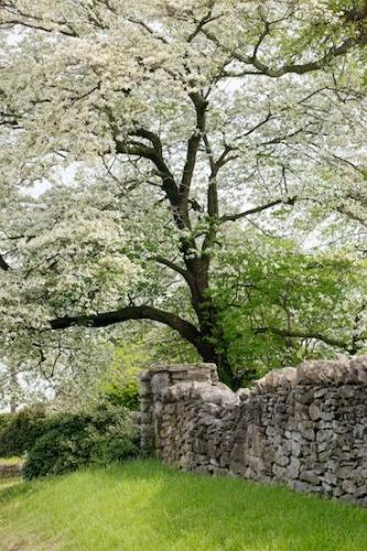 Gray;Landscape;Flower;Bloom;Brown;tree;trunk;Springtime;Stone Wall;Spring;Green;White;Blossom;limb;tree trunk;Dogwood;Flowering;branches;Grass