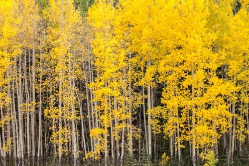 Autumn;Beige;Branch;Branches;Brown;Color;Colorado;Fall;Forest;Gold;Image type;Landscape;Outdoor;Photo specs;Silver Thread Scenic Byway;South Fork;Tan;Tree;Tree Trunk;Trees;Trunk;White;Yellow;aspen;bark;tree limbs