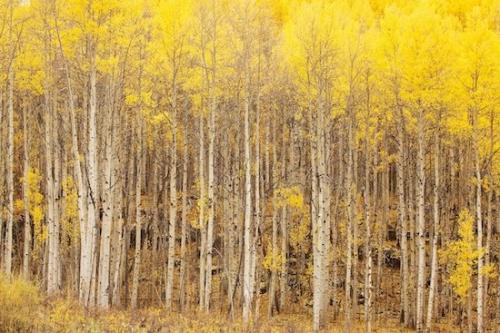 Forest;trunk;branches;branch;Outdoor;Silver Thread Scenic Byway;Colorado;White;South Fork;tree limbs;Aspen;bark;Landscape;Beige;tree trunk;Fall;Brown;Tan;tree;Gold;Autumn;trees;Yellow