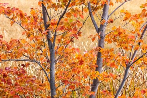 Autumn;Branches;Calm;Fall;Gold;Great Lakes;Healing;Health care;Healthcare;Herbaceous;Leaf;Maple Leaves;Maple tree;Michigan;Nature;Pastoral;Tan;Tree;United States;Upper Peninsular;Warm Colors;Warm Palette;Warm Tones;bark;color;field;foliage;grass;landscape;leaves;limbs;oneness;orange;peaceful;plant;restful;serene;soothing;tranquil;tree limbs;tree trunk;trees;trunk;zen