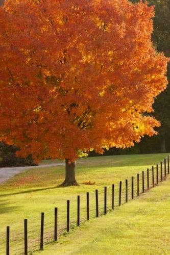 Brown;Fence;Tan;Orange;tree;branches;tree trunk;grass;limb;tree limbs;Fall;Green;maple;Autumn