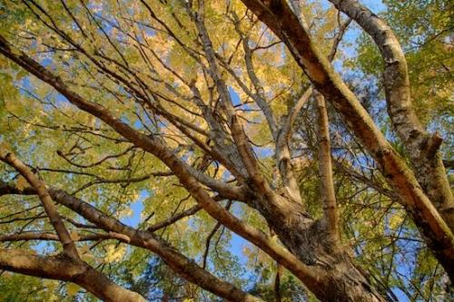 Fall;Brown;tree trunk;tree;Autumn;Yellow;branches;Green;leaves;limb;tree limbs;Blue;branch;Looking up;trunk