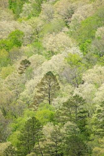Big South Fork;trees;abstract;green;mountainside;branches;spring;foliage;abstraction;forest;wilderness;zen;greenery;tan;grey;brown;oneness;vertical;