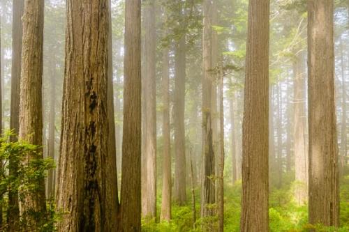 Branches;Brown;Forest;Forested;Green;Mist;Timber;Timberland;Tree;Trees;Trunk;Wood;Woodland;Woods;bark;fog;foggy;haze;limbs;misty;tree limbs