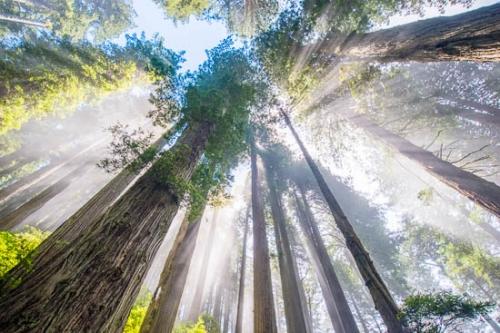 Branches;Forest;Forested;God Rays;Mist;Redwood;Redwood National Park;Sunbeam;Sunlight;Sunlit;Sunrays;Sunshine;Timber;Timberland;Tree;Trees;Trunk;Wood;Woodland;Woods;bark;fog;foggy;limbs;misty;tree limbs