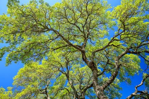 Blue;Branches;Brown;Foliage;Green;Leaves;Tan;Texas;Tree;Tree Trunk;Trunk;bark;limbs;tree limbs