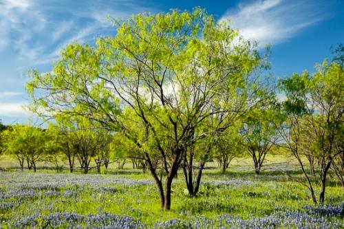 Bloom;Blossom;Blossoms;Blue;Bluebonnet;Bluebonnets;Blues;Branches;Brown;Calm;Cloud;Cloud Formation;Clouds;Cool Colors;Cool Palette;Cool Tones;Floweret;Flowering;Flowers;Healing;Health care;Healthcare;Minimalism;Nature;Pastoral;Petal;Petals;Seasons;Spring;Springtime;Texas;Texas Bluebonnet;Tree;bloom;blue;color;flora;floral;flower;foliage;green;landscape;leaves;limbs;oneness;peaceful;plants;restful;serene;sky;soothing;tranquil;tree limbs;trees;trunk;wildflower;zen