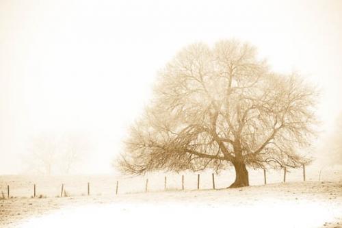 Black and White;Branch;Branches;Fence;Field;Fields;Landscape;Nature;Oneness;Pastoral;Peaceful;Sepia;Tree;Tree Trunk;Trunk;Wabi Sabi;limbs;pasture;sumi-e;tree limbs;trees;zen