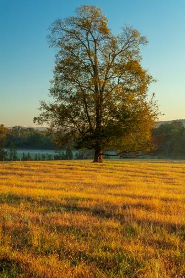 Blue;Branches;Brown;Calm;Gold;Healing;Health care;Healthcare;Nature;Pastoral;Sunlight;Sunshine;Tan;Tree;dawn;daybreak;fence;field;green;hillside;landscape;leaves;limbs;morn;morning;oneness;pasture;peaceful;plants;restful;serene;soothing;sunlit;sunrise;sunup;tranquil;tree limbs;trees;zen