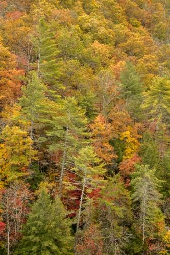Autumn;Branches;Brown;Calm;Fall;Forest;Forested;Gold;Mountain;Mountain Side;Nature;Obed Wild and Scenic Riverway;Pastoral;River;Tan;Timber;Timberland;Tree;Water;Wood;Woodland;Woodlands;Woods;Yellow;green;hillside;landscape;leaves;oneness;orange;peaceful;pine;pine tree;red;restful;river bank;serene;soothing;tranquil;tree limbs;tree trunk;trees;zen