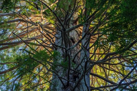 Blue;Branches;Brown;Calm;Canopy;Cloud;Cloud Formation;Clouds;Forest;Forested;Healing;Health care;Healthcare;Looking up;Nature;Pastoral;Redwood;Sunlight;Sunshine;Tan;Timber;Timberland;Tree;Wood;Woodland;Woodlands;Woods;bark;green;landscape;leaves;limbs;oneness;orange;peaceful;plants;restful;serene;sky;soothing;sunlit;tranquil;tree limbs;trees;trunk;zen