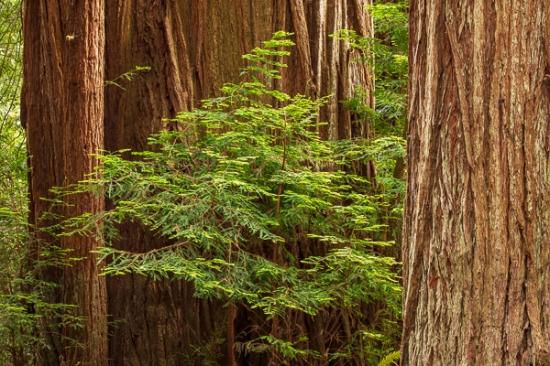 Botanical;Branches;Brown;Calm;Forest;Forested;Gold;Healing;Health care;Healthcare;Minimalism;Pastoral;Tan;Timber;Timberland;Tree;Wood;Woodland;Woods;bark;green;landscape;limbs;oneness;orange;peaceful;plants;red;restful;serene;soothing;tranquil;tree limbs;trees;trunk;zen