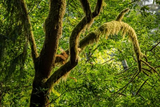 Branches;Brown;Calm;Forest;Healing;Health care;Healthcare;Looking up;Moss;Nature;Pastoral;Sunlight;Sunshine;Tree;Wabi Sabi;Woods;Yellow;bark;foliage;green;leaves;limbs;oneness;orange;peaceful;plants;restful;serene;soothing;sunlit;tranquil;tree limbs;tree trunk;trees;trunk;zen