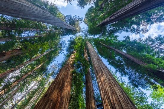 Blue;Branches;Brown;Calm;Cloud;Cloud Formation;Clouds;Cloudy;Flowers & Plants;Forest;Forested;Gold;Healing;Health care;Healthcare;Leaf;Looking up;Nature;Redwood;Tan;Timber;Timberland;Tree;Wood;Woodland;Woods;bark;foliage;green;landscape;leaves;limbs;oneness;orange;peaceful;plant;plants;restful;serene;sky;soothing;tranquil;tree limbs;trees;trunk;zen