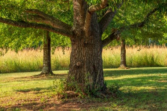 Branches;Brown;Calm;Gold;Grasses;Healing;Health care;Healthcare;Herbaceous;Shade;Sunlight;Sunshine;Tan;Tree;Yellow;bark;branch;grass;green;limbs;peaceful;plants;restful;serene;shaded;soothing;sunlit;tranquil;tree limbs;tree trunk;trees;trunk