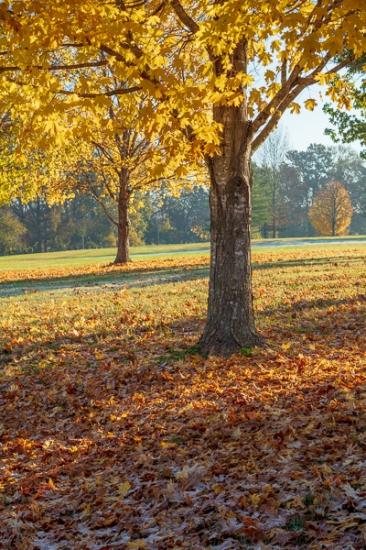 Autumn;Branches;Brown;Calm;Fall;Fallen;Fallen Leaves;Forest;Gold;Healing;Henry Horton;Henry Horton State Park;Leaf;Maple;Maple Leaves;Nature;Pastoral;State Park;Sunlight;Sunshine;Tan;Tennessee;Tree;United States;Wabi Sabi;Woods;Yellow;bark;foliage;leaves;limbs;oneness;orange;peaceful;plants;restful;serene;soothing;sunlit;tranquil;tree limbs;tree trunk;trees;trunk;zen